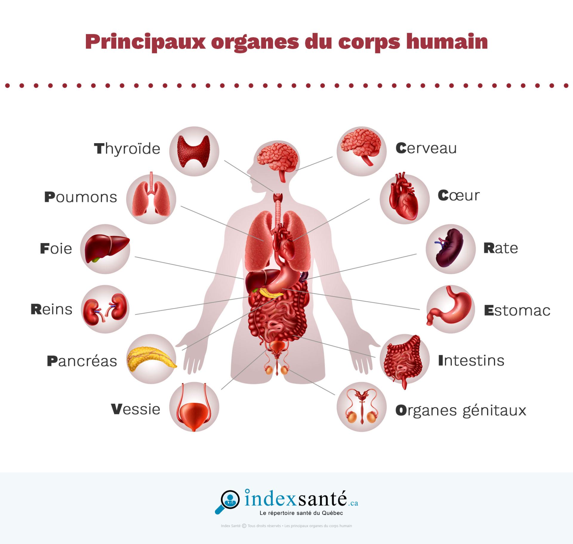 Les 10 systemes du corps humain 1